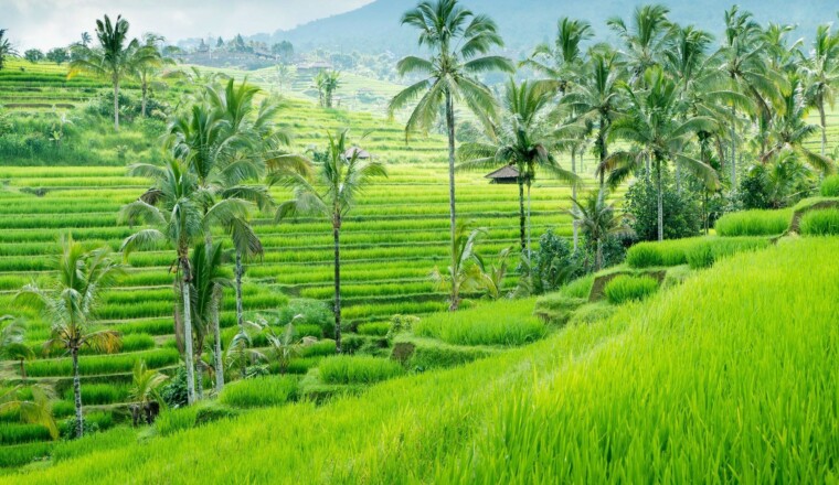 Become a farmer in the rice terraces