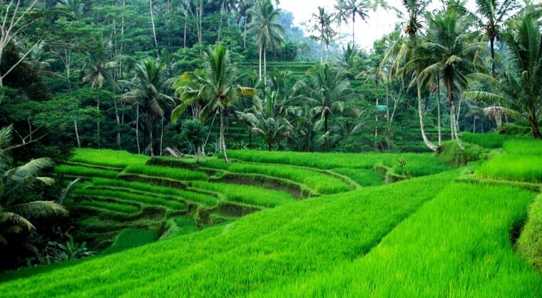 Ubud has been ranked among the top 10 best cities in the world